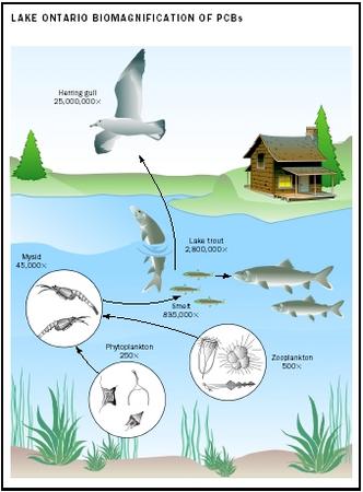 Lake Ontario Biomagnification of PCBs