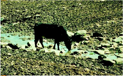 A cow drinking in a dried-up riverbed. (U.S. EPA)