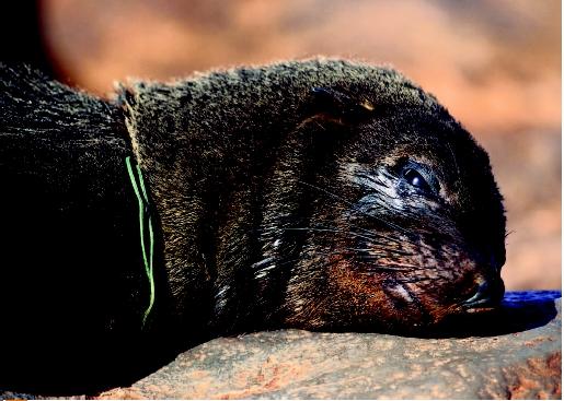 Cape fur seal lying on rock, dead of suffocation from a plastic wire wound around its neck, South Africa. (©Martin Harvey; Gallo Images/Corbis. Reproduced by permission.)